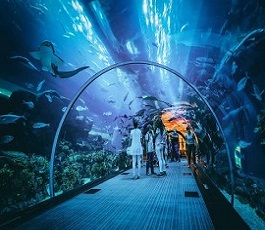 Aquarium & Underwater Zoo