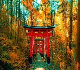 Kyoto ( Fushimi Inari )