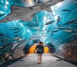 Aquarium Underwater Zoo
