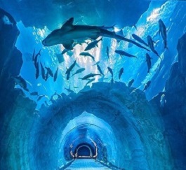 Aquarium Underwater Zoo